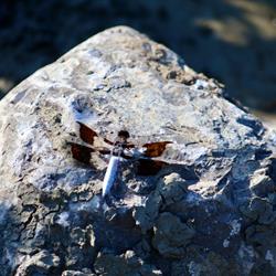 Whitetail Dragon Fly